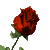 :róża2: